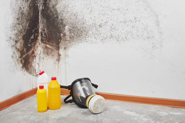 Best Local Mold Removal Service  in North Shore, CA