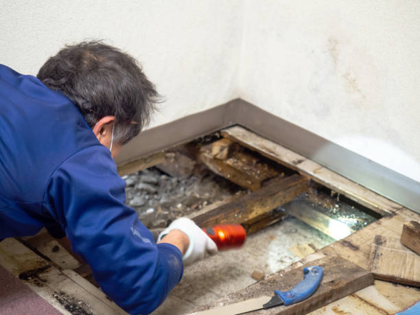 Certified Mold Removal in North Shore, CA