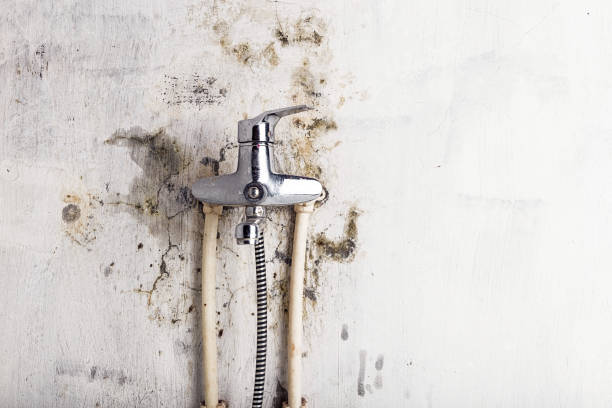Best Emergency Mold Removal  in North Shore, CA