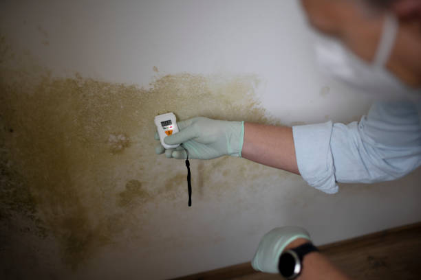Best Attic Mold Removal  in North Shore, CA