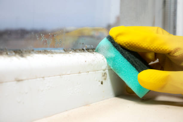Best Fast Mold Removal  in North Shore, CA