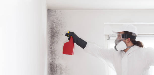 Best Black Mold Removal  in North Shore, CA