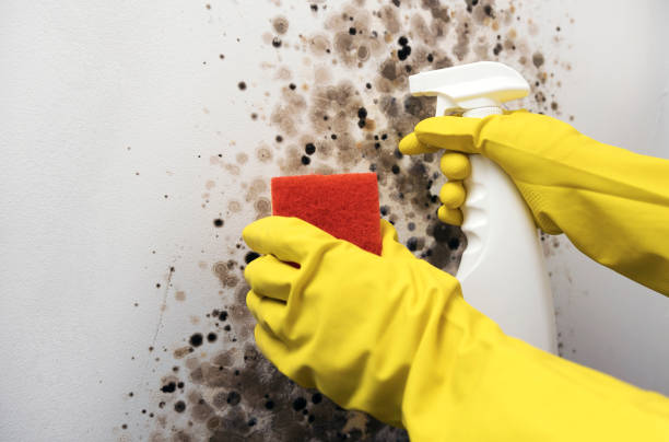 Best Mold Removal Company Near Me  in North Shore, CA