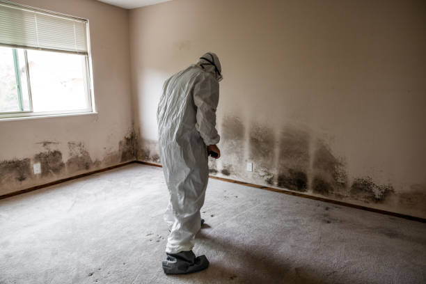 Best Mold Testing  in North Shore, CA