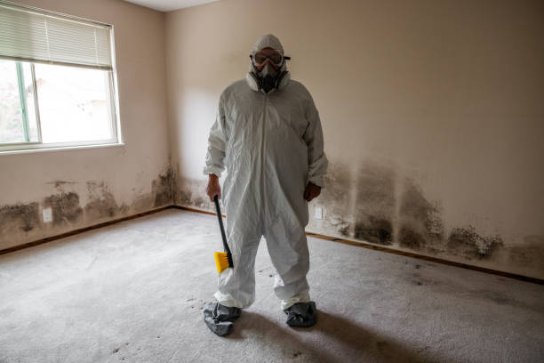 Best Office Mold Removal Services  in North Shore, CA