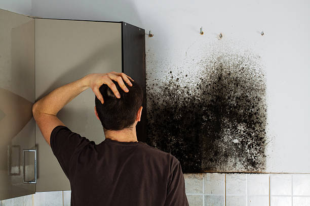 Best Mold Cleaning Services  in North Shore, CA