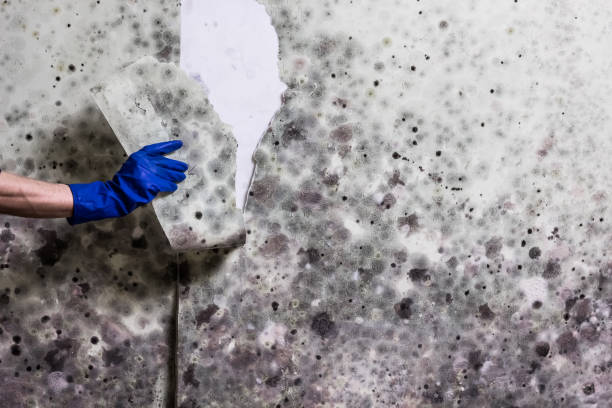 Best Mold Damage Repair  in North Shore, CA