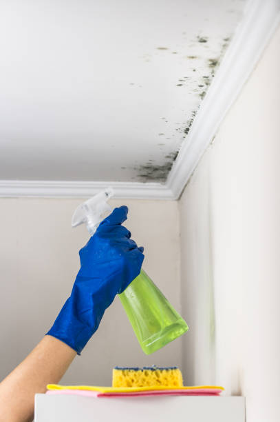 Best Mold Removal Specialists  in North Shore, CA