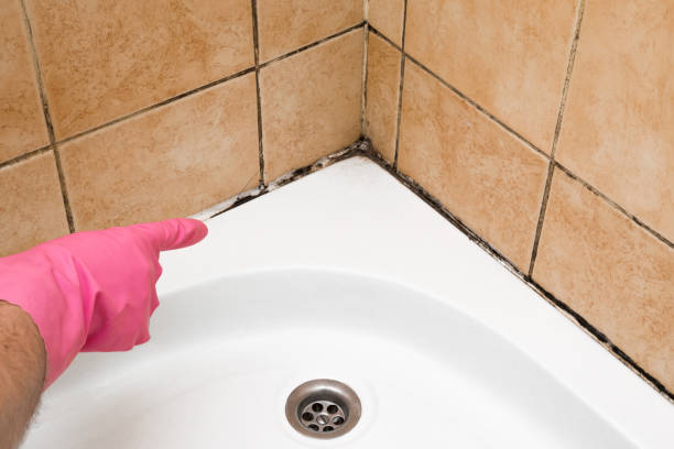 Best Mold Testing  in North Shore, CA
